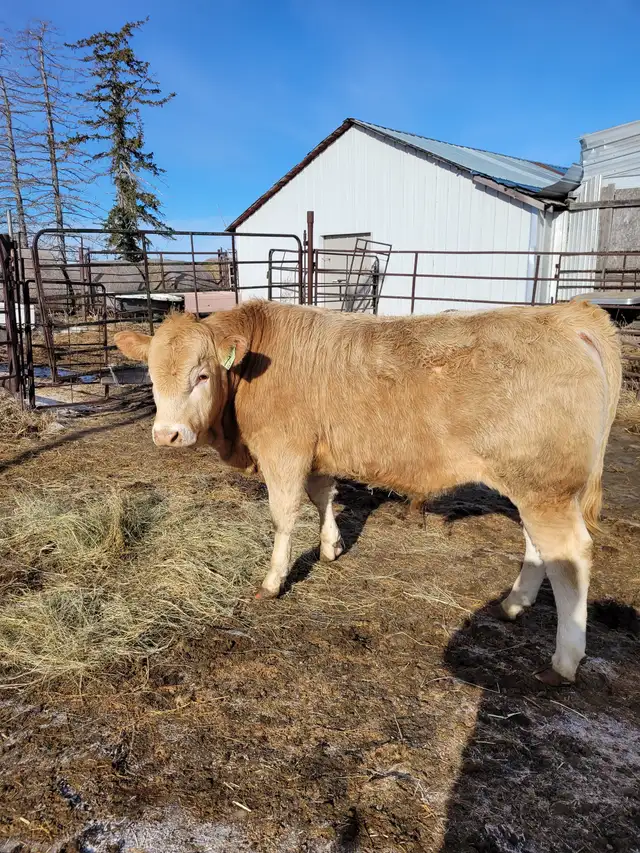Blonde Bulls For Sale - Photo 2