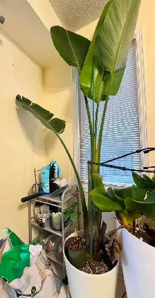 Huge 8ft Single-Stalk Giant Bird of Paradise