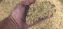 for sale feed oats