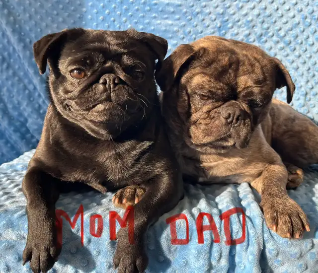 pug puppies