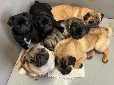 pug puppies - Photo 2