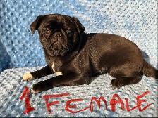 pug puppies - Photo 8