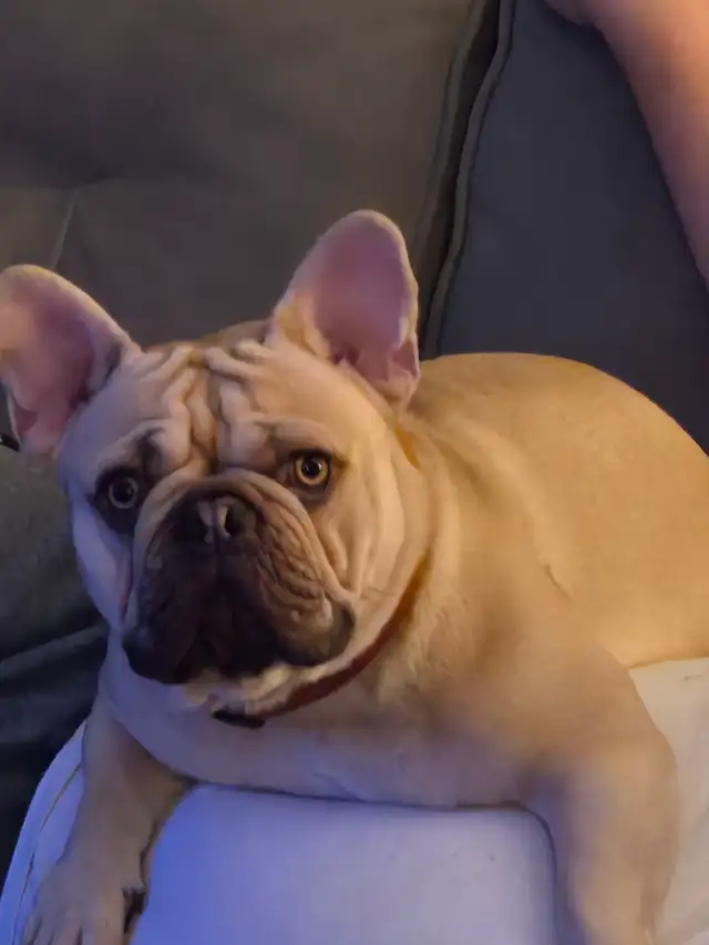 Looking to rehome my French bulldog.  He is turning 2 in Jun