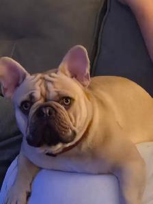 Looking to rehome my French bulldog.  He is turning 2 in Jun