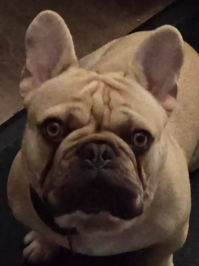 Looking to rehome my French bulldog.  He is turning 2 in Jun - Photo 2