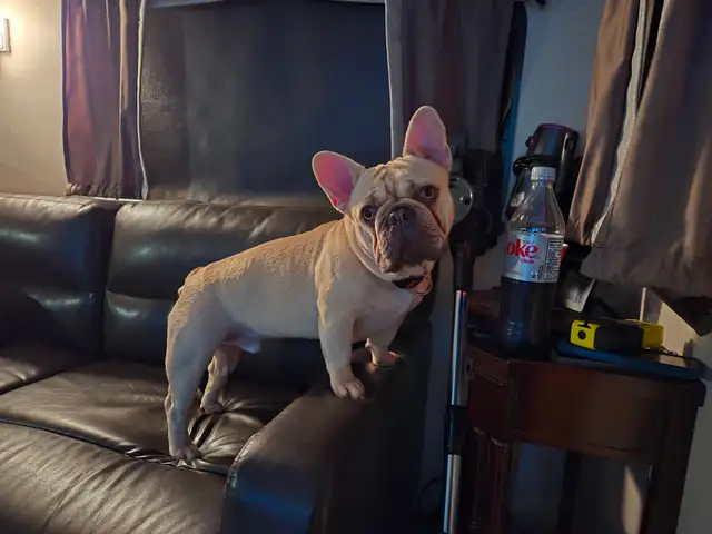 Looking to rehome my French bulldog.  He is turning 2 in Jun - Photo 3