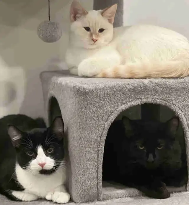 cats in need of a home!