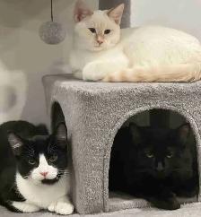 cats in need of a home!