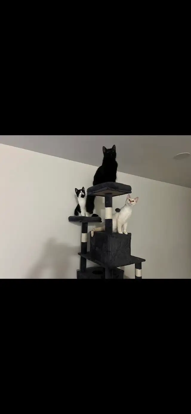 cats in need of a home! - Photo 2