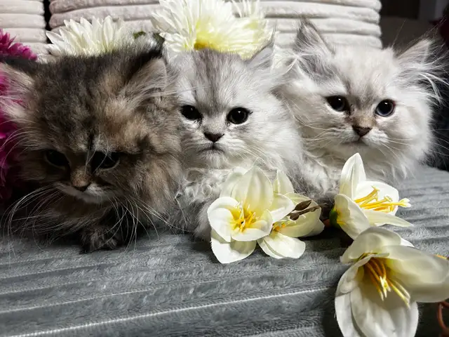 Chatons persans et himalayen