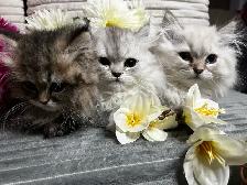Chatons persans et himalayen