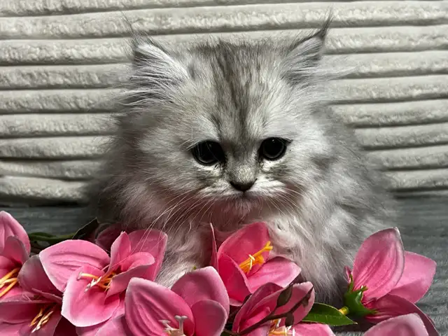 Chatons persans et himalayen - Photo 2