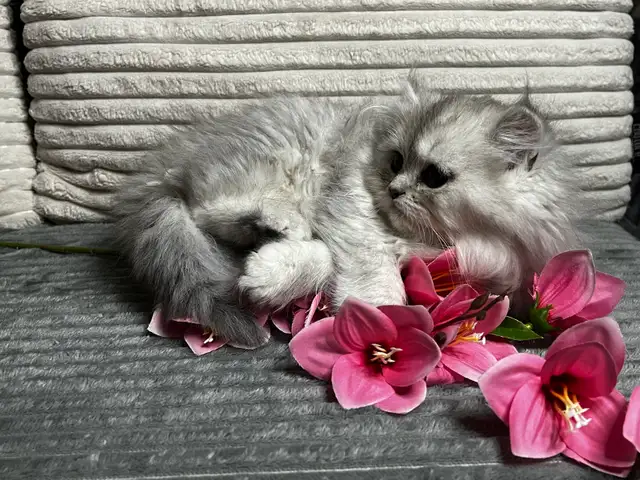 Chatons persans et himalayen - Photo 3