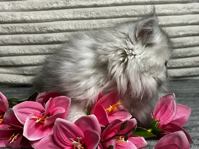 Chatons persans et himalayen - Photo 4