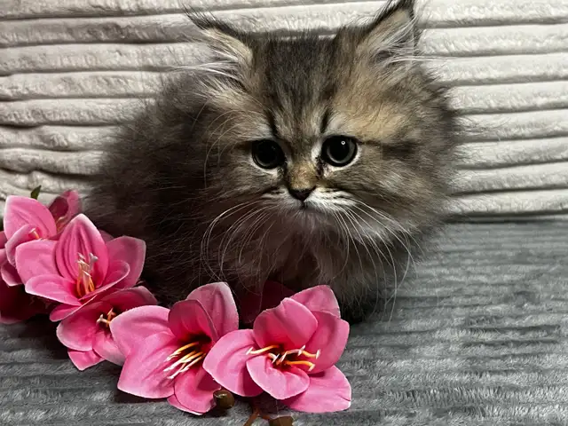 Chatons persans et himalayen - Photo 5