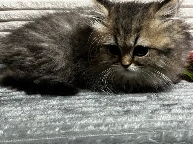 Chatons persans et himalayen - Photo 6