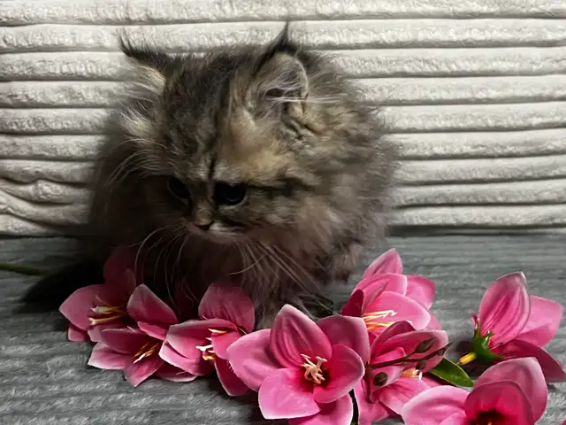 Chatons persans et himalayen - Photo 7