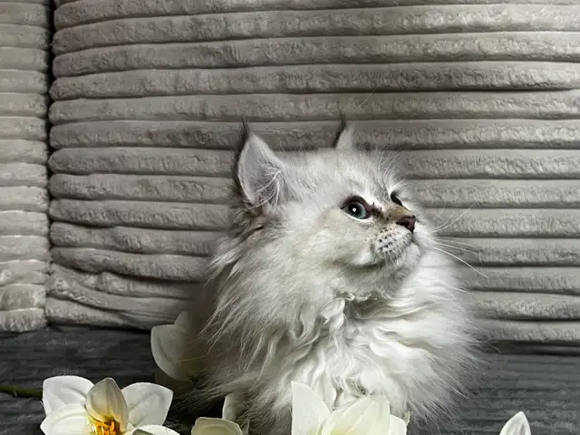 Chatons persans et himalayen - Photo 8