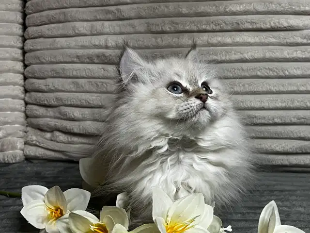 Chatons persans et himalayen - Photo 9