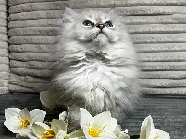 Chatons persans et himalayen - Photo 10