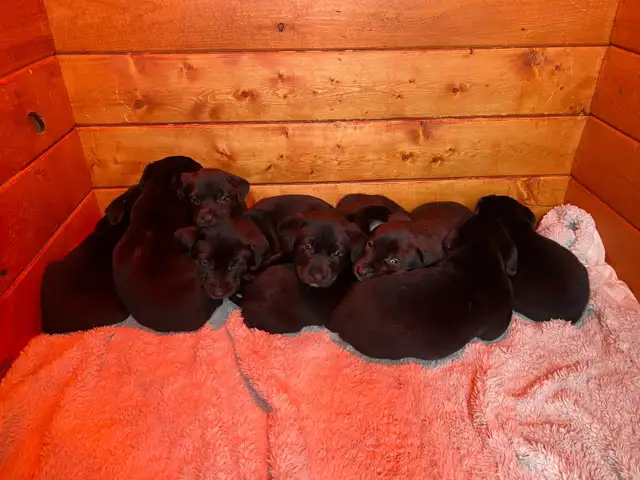 5 week old Golden Retriever/Border Collie