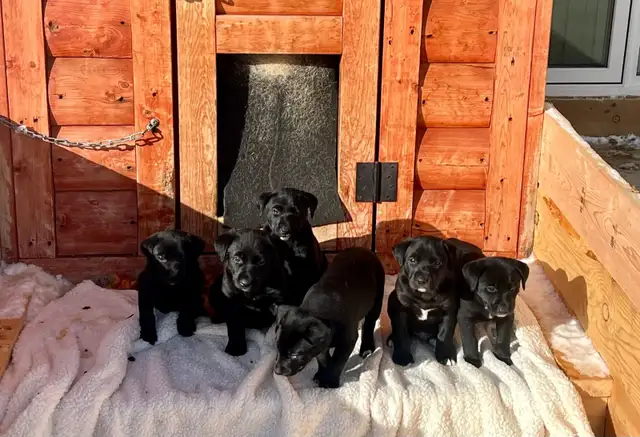 5 week old Golden Retriever/Border Collie - Photo 2