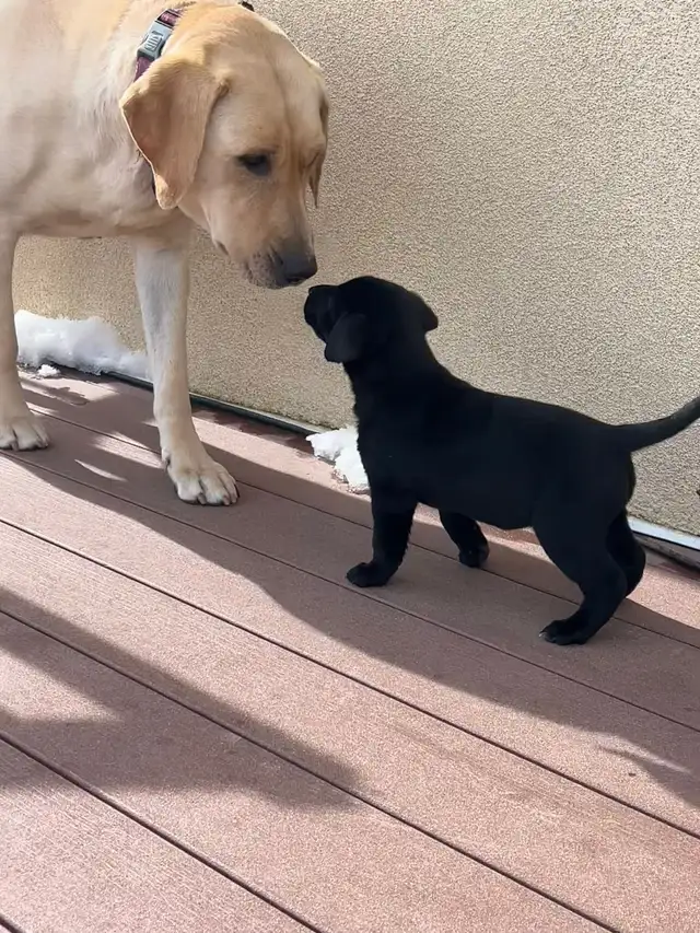 5 week old Golden Retriever/Border Collie - Photo 3