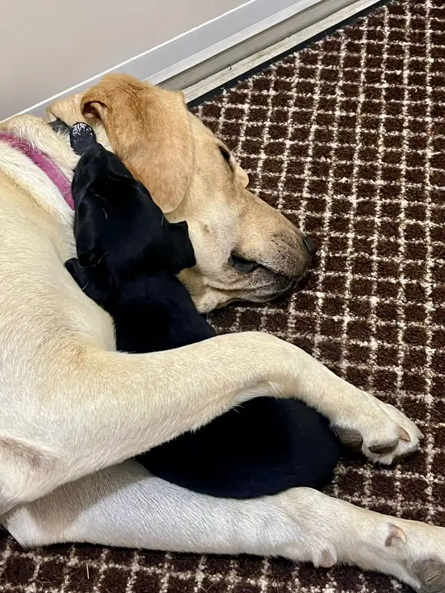 5 week old Golden Retriever/Border Collie - Photo 4