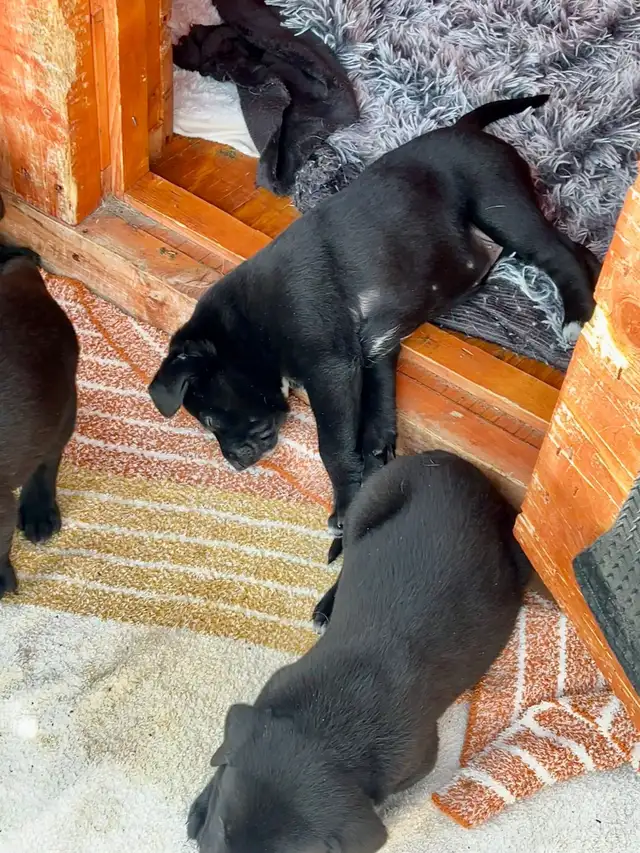 5 week old Golden Retriever/Border Collie - Photo 5