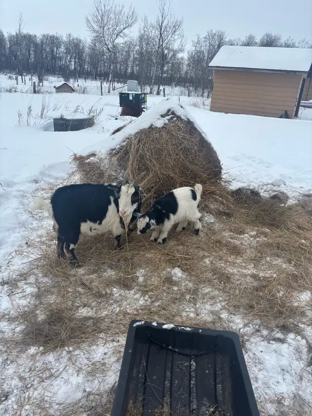 Nigerian Dwarf Goats