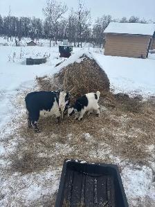 Nigerian Dwarf Goats