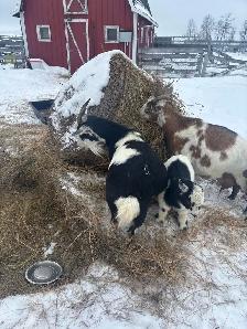 Nigerian Dwarf Goats - Photo 2