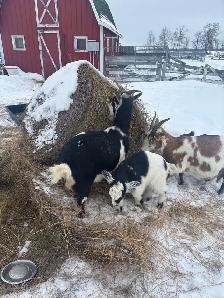 Nigerian Dwarf Goats - Photo 3
