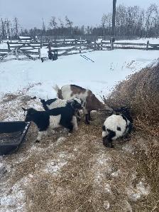 Nigerian Dwarf Goats - Photo 4