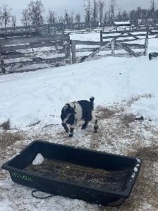 Nigerian Dwarf Goats - Photo 5