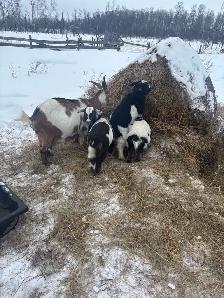 Nigerian Dwarf Goats - Photo 6