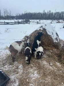Nigerian Dwarf Goats - Photo 7