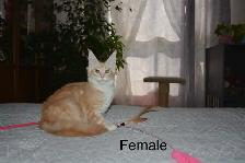 Beautiful purebred Maine Coon kittens - Photo 2