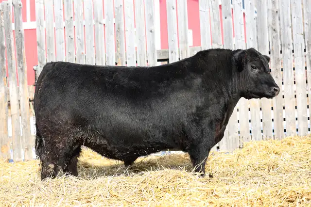 BLACK ANGUS BULLS FOR SALE