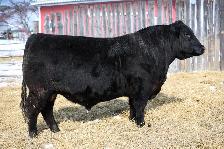 BLACK ANGUS BULLS FOR SALE - Photo 3