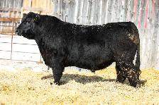 BLACK ANGUS BULLS FOR SALE - Photo 6
