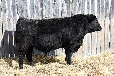 BLACK ANGUS BULLS FOR SALE - Photo 7