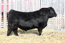 BLACK ANGUS BULLS FOR SALE - Photo 8