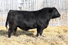 BLACK ANGUS BULLS FOR SALE - Photo 10
