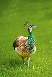 Peafowl Available