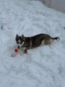 Husky puppy - Photo 3
