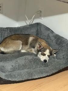 Husky puppy - Photo 4