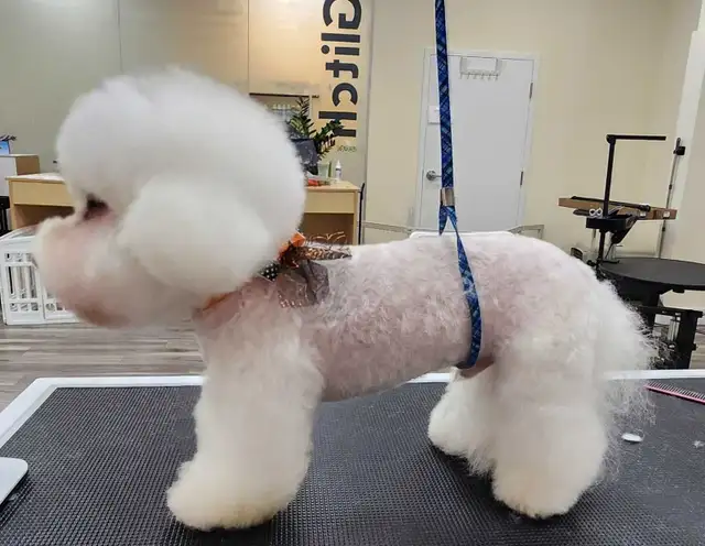 COCO'SPAW Dog Grooming in Bayview Village, Northyork - Photo 3