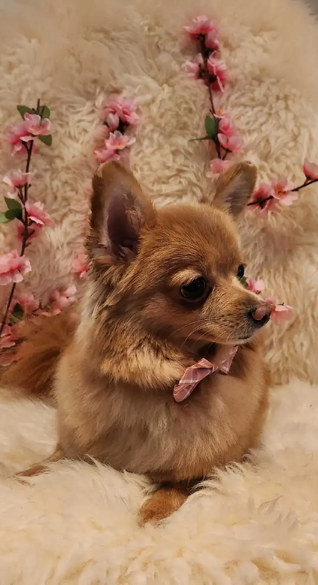 COCO'SPAW Dog Grooming in Bayview Village, Northyork - Photo 5