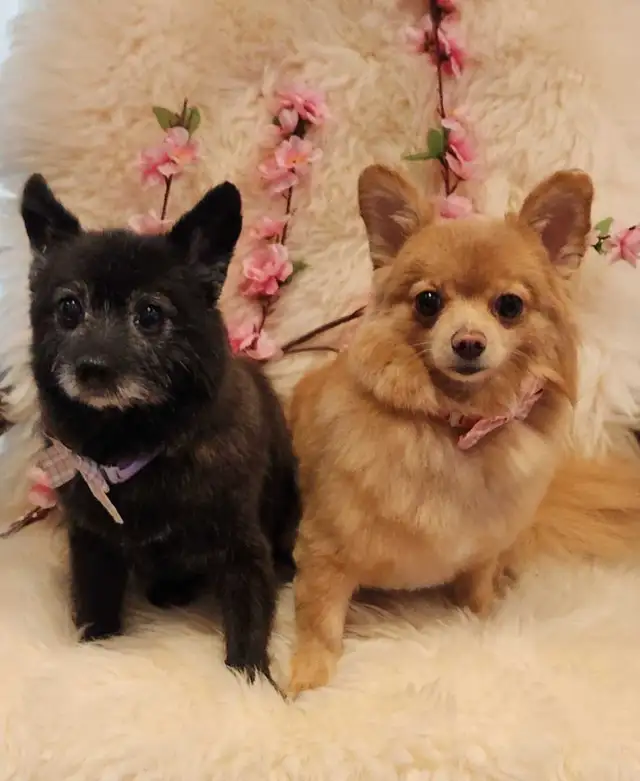 COCO'SPAW Dog Grooming in Bayview Village, Northyork - Photo 6